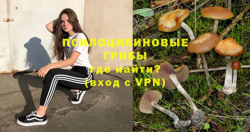 Галлюциногенные грибы Psilocybe  Жирновск 